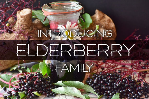 Elderberry Font for Modern Branding and Creative Projects